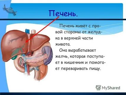 Какой орган в организме человека вырабатывает желчь