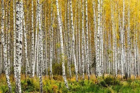 Днс березовая роща