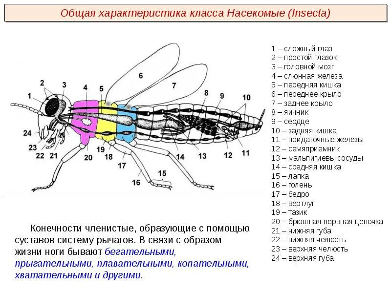 Тип членистоногие класс насекомые характеристика класса. Класс насекомые общая характеристика представители. класс насекомые общая характеристика 7 класс. класс насекомые. общая характеристика класса.. характеристика класса insecta.