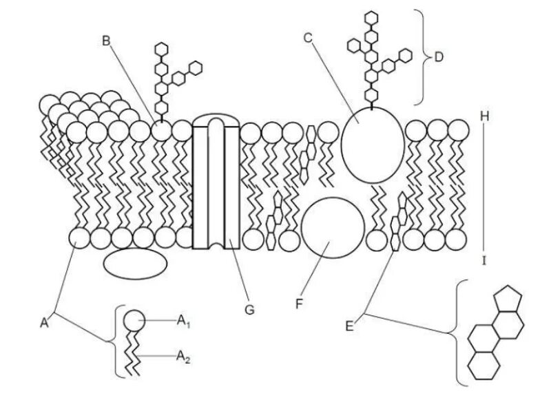 Cell membrane. Cell membrane structure. жидкостно-мозаичная модель мембраны. membrane lipids. бутербродная модель мембраны.