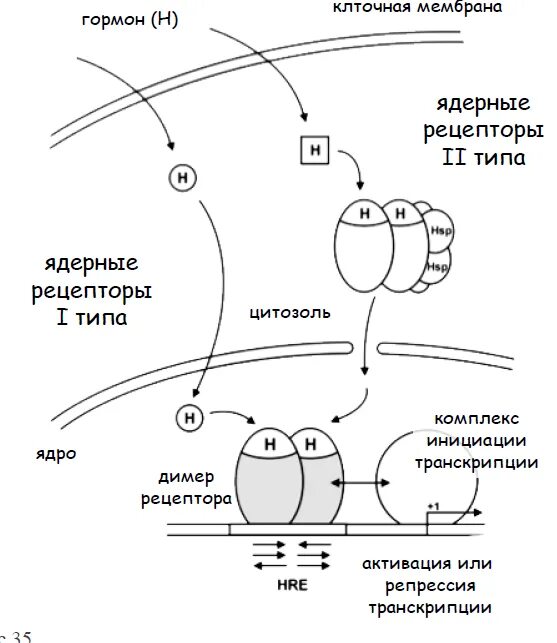 Механизм передачи сигнала. Рецепторы 1 типа фармакология. 4 типа рецепторов фармакология. Механизм действия гидрофильных гормонов биохимия. Блокаторы рецепторов ангиотензина 1 механизм действия.