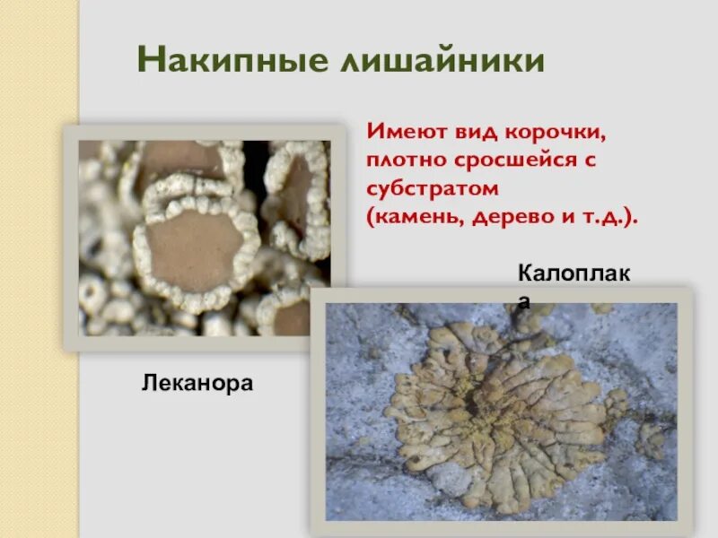 Накипные лишайники леканора. Накипные лишайники леканора калоплака. Накипной лишайник 5 класс биология. Виды накипных лишайников.