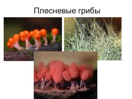 Плесневые грибы названия 7 класс