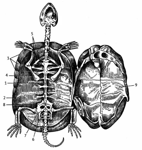 Сердце черепахи поделено на два. Скелет черепахи пластрон. Строение черепахи карапакс и пластрон. Осевой скелет черепахи. Панцирь черепахи карапакс и пластрон.