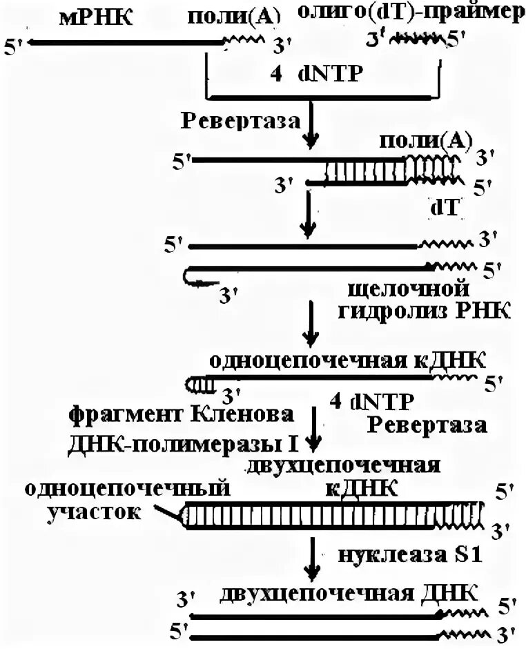 Обратная транскриптаза. РНК С обратной транскриптазой. Механизм действия фермента обратной транскриптазы ревертазы. Субстраты обратной транскрипции. Обратная транскриптаза Синтез РНК из МРНК.