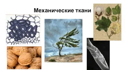 В каких частях располагаются механические ткани
