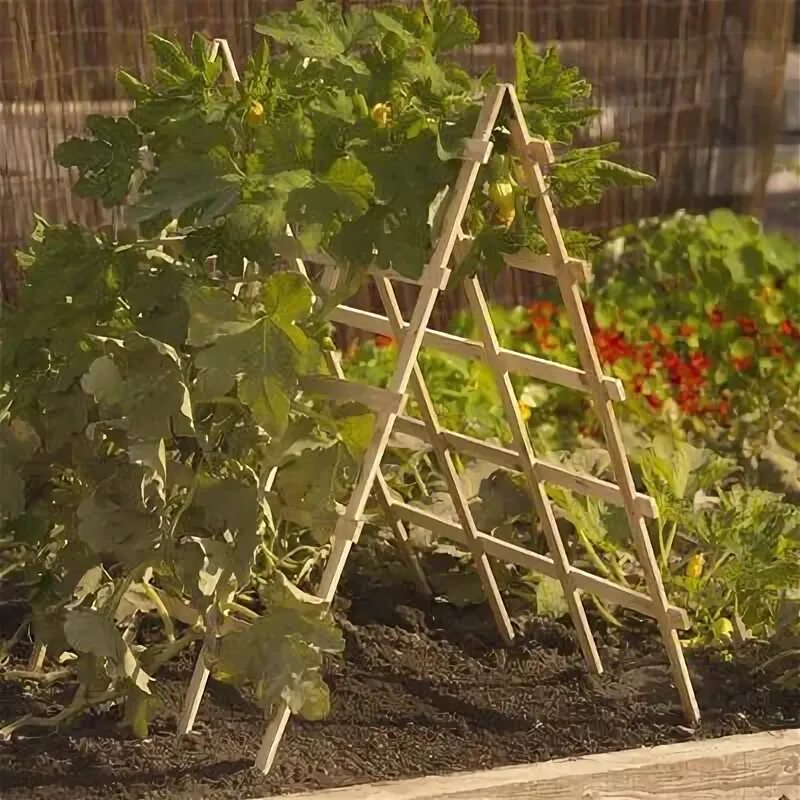 ЧЕМ ПОДКОРМИТЬ ПОМИДОРЫ В ИЮЛЕ Garden trellis designs, Garden trellis, Diy garde