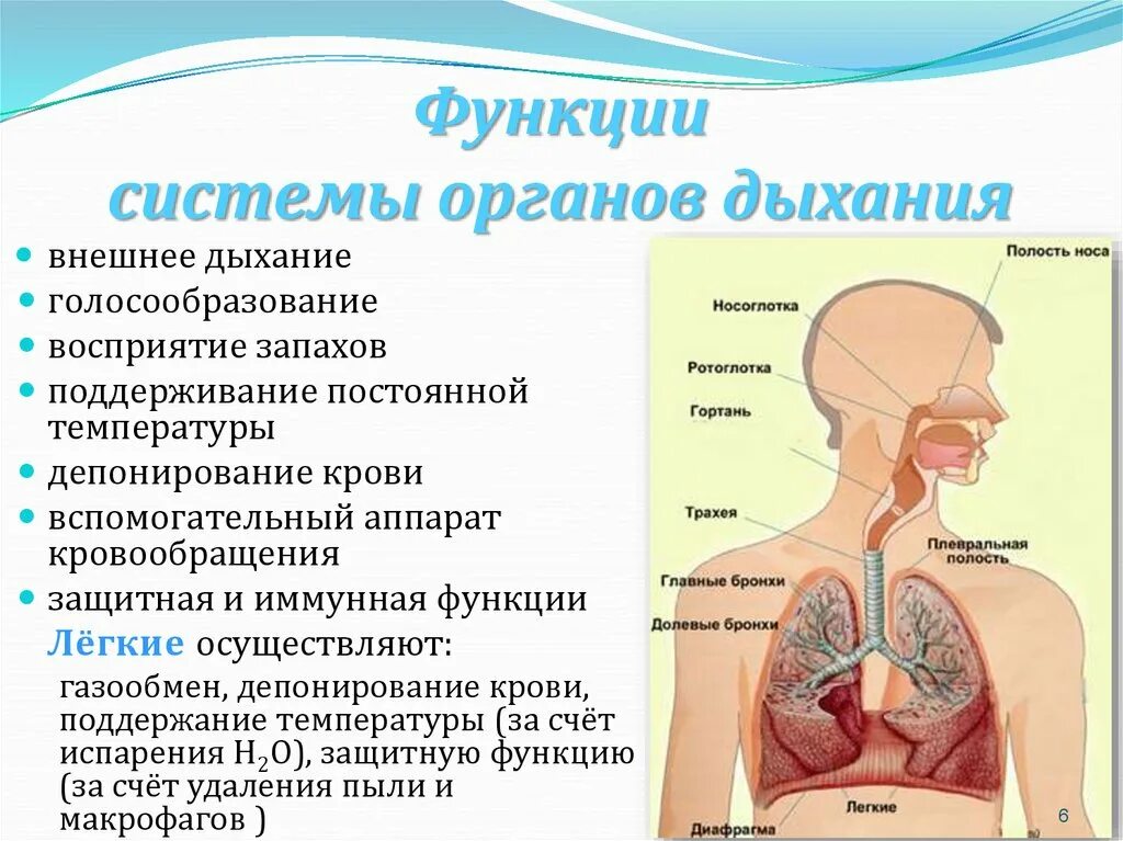 Как называется процесс дыхания человека. Органы дыхания выполняемые функции. Орган системы строение функции органов дыхания. Дыхательная система ее строение и функции. Перечислить органы дыхания и их функции..