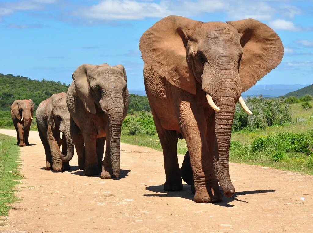 Слоны. Слон в Африке. Африканские слоны. Слоны в Африке.