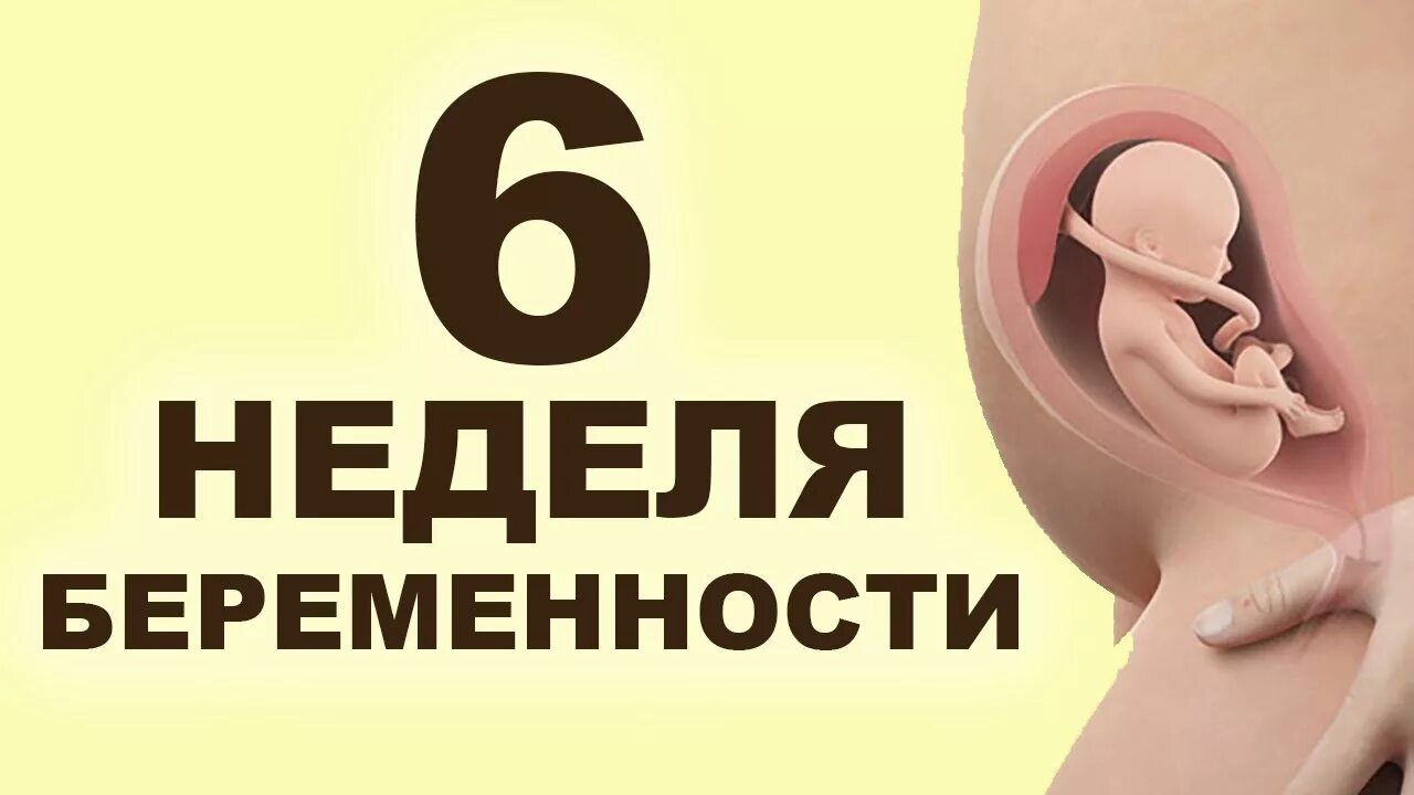 Мозг на белом фоне. Золотая осень в петербурге 1920 х 640. 9 с половиной недель беременности. Вторая половина недели это. Среда пришла неделя прошла.