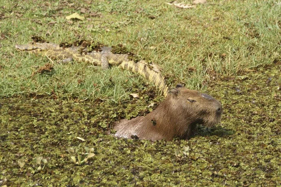 Capybara Капибара, Самые милые животные, Забавные зверюшки