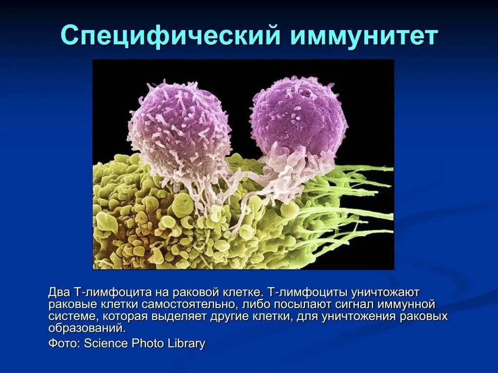 Т лимфоциты специфический иммунитет. Т лимфоциты клеточный иммунитет. Т лимфоциты внутриклеточный иммунитет. Клетки иммунной системы иммуноциты. Т лимфоциты образуются в