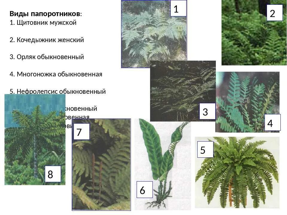 Папоротник Щитовник кочедыжник орляк. Представители семейства папоротниковых. Папоротникообразные растения таблица. Названия папоротникообразных. Примеры папоротниковых растений