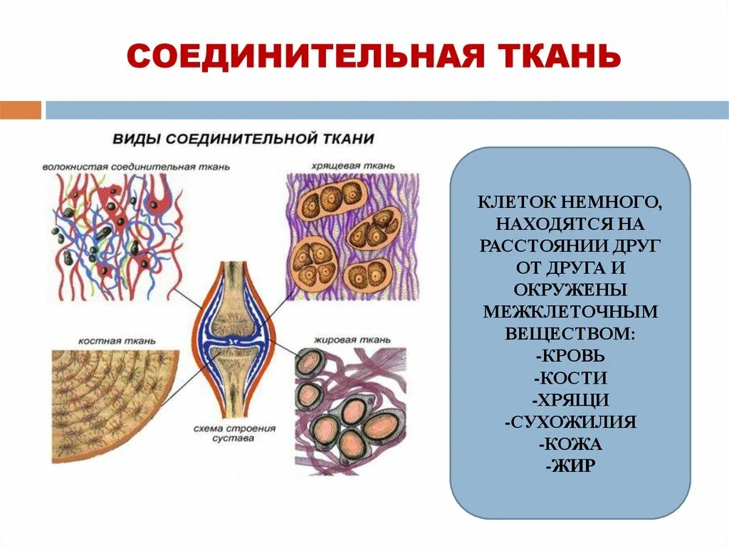 4 группы тканей животных. Соединительная ткань биология строение. Строение и функции соединительной ткани человека. Строение соединительной ткани 8 класс биология. Строение клеток соединительной ткани человека.