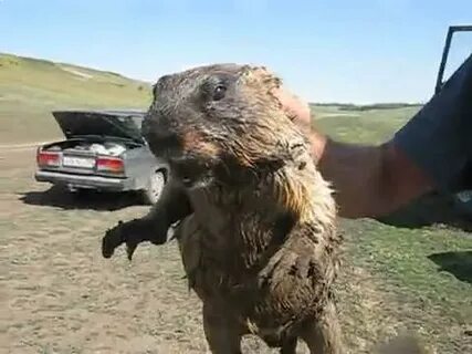 Кричащий бобер видео
