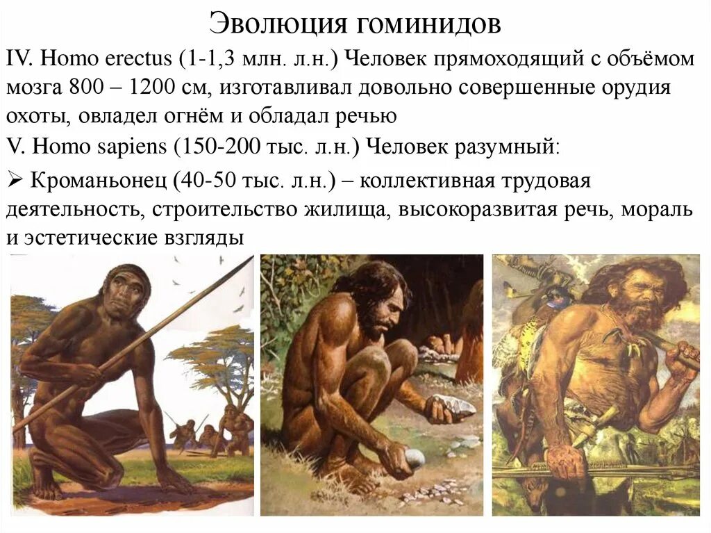 Человек разумный (homo sapiens) внешность. Этапы эволюции человека австралопитек хомохабилес. Человек умелый прямоходящий разумный. Происхождение человека хомо сапиенс Эволюция. Хомо сапиенс человек разумный сформировался около