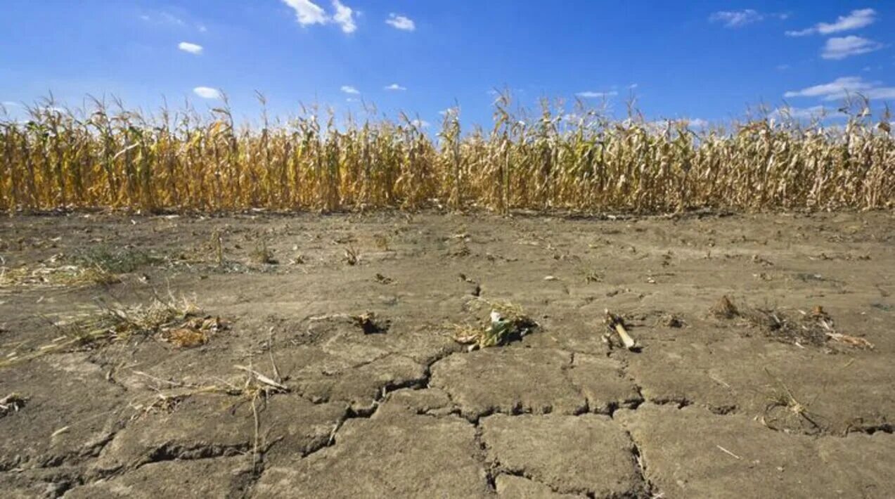 Такыр в пустыне. Почвы засушливых районов. Почвы засушливых районов. Засуха в степи. Засуха в поле.