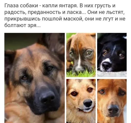 Высказываниямо собаках. Рассказ хасок. Бог смотрит на мир глазами собак. Информация о хаски. Рассказ глазами собаки.
