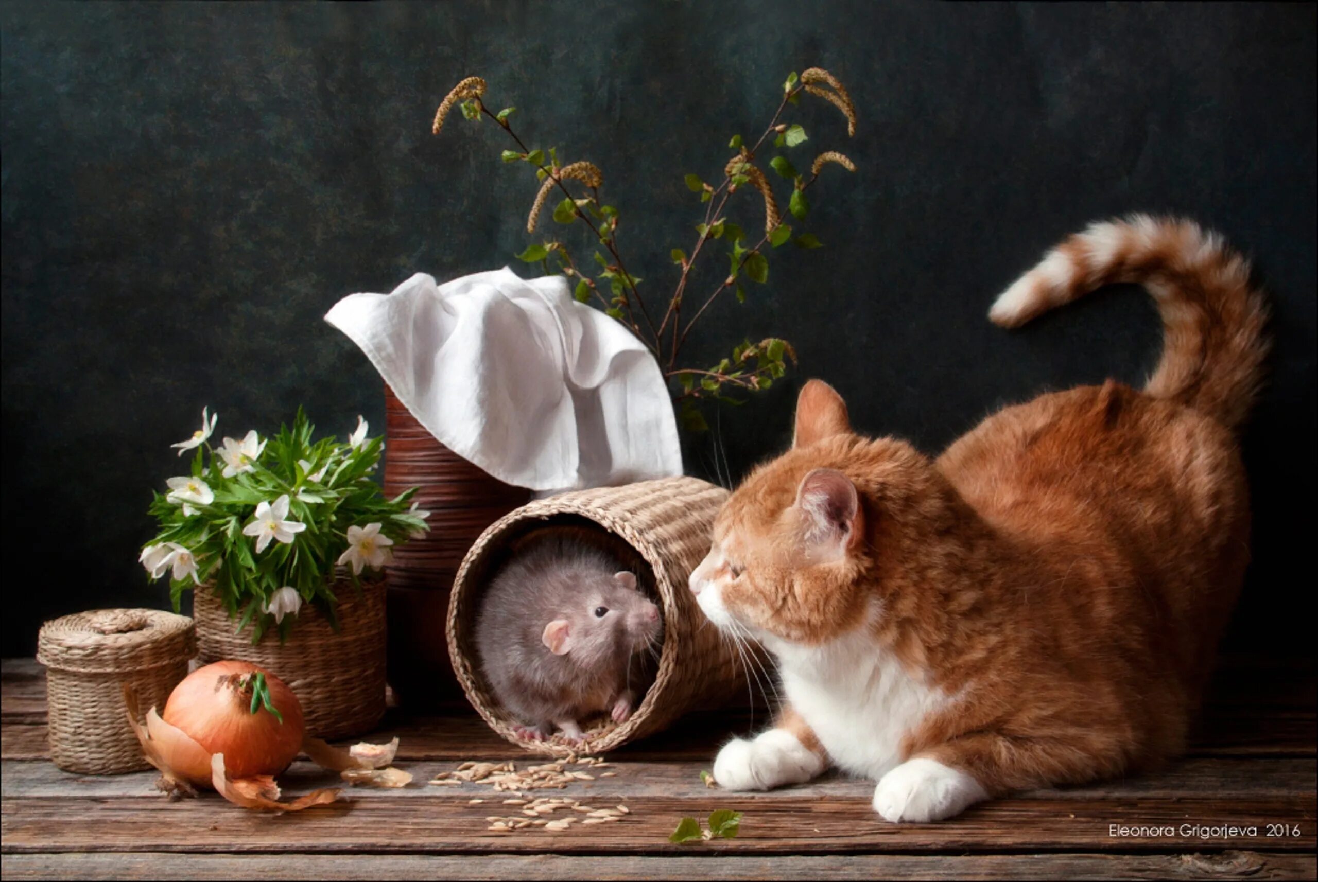 Кошка ловит мышь. Рыжий кот крыса. Рыжий кот с мышью. Рыжий кот ловит мышь. Кот и мыши.