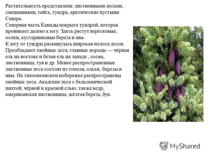 Чем отличается тундра от тайги. Чем отличается тундра от тайги