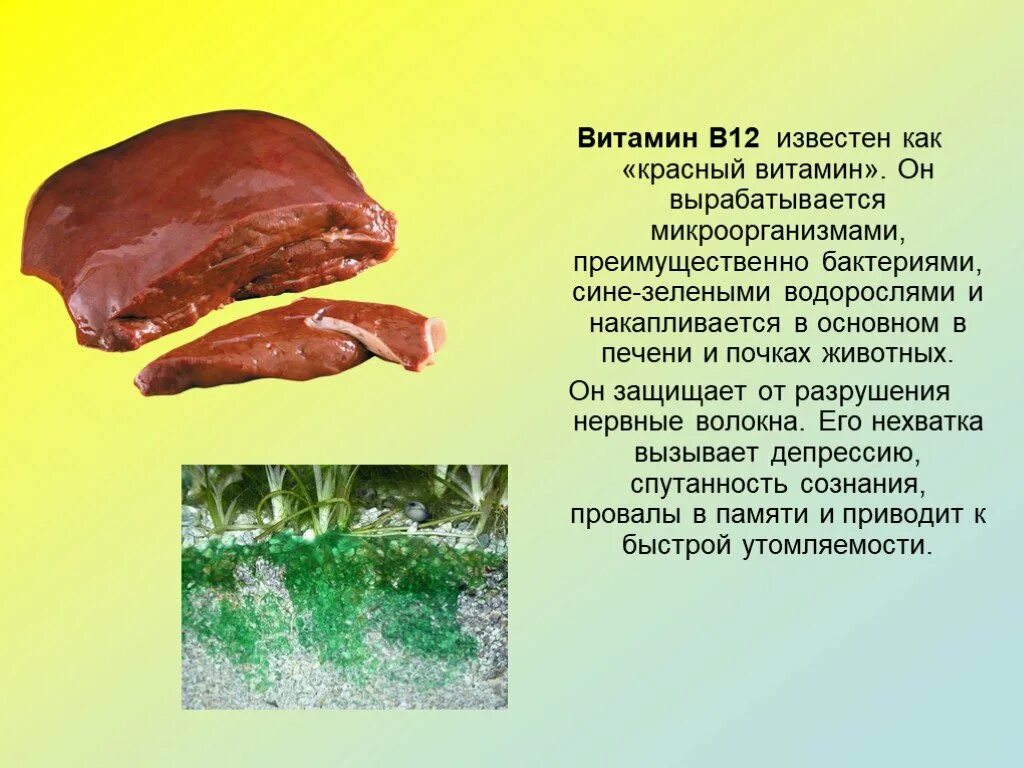 Витамин б12 печень. В12 витамин для печени. Витамин в12 презентация. Бактерии для витамина в12. В печени много витамина