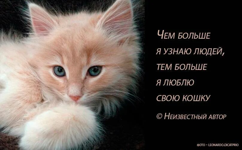 Высказывания о кошках. Цитаты про кошек. Афоризмы про котят. Красивые высказывания о кошках.