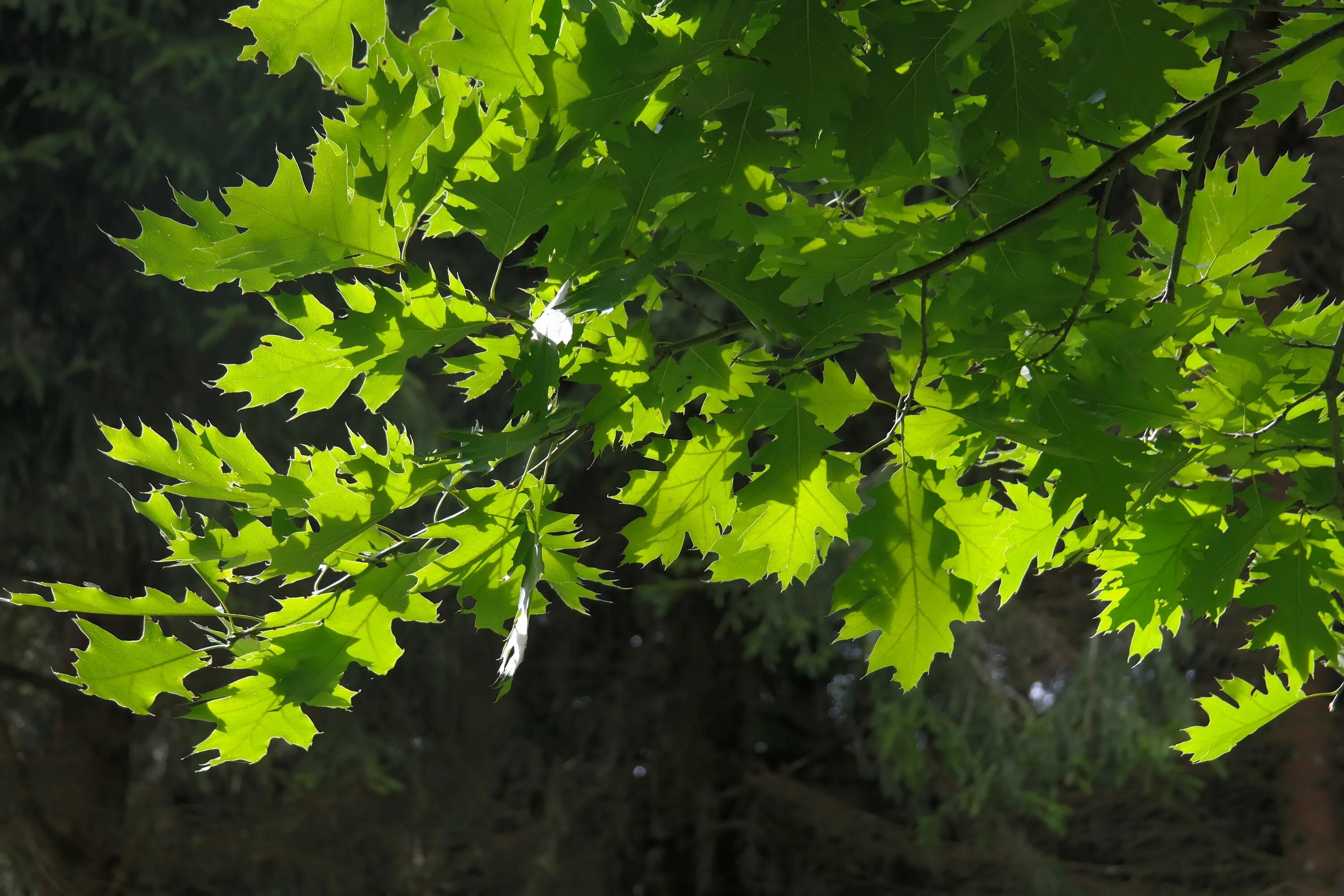 Молодой стройный клен. Quercus rubra (дуб красный) &#039;aurea&#039;. клен широколиственная?. клен дерево листья. клен листопадный листья.