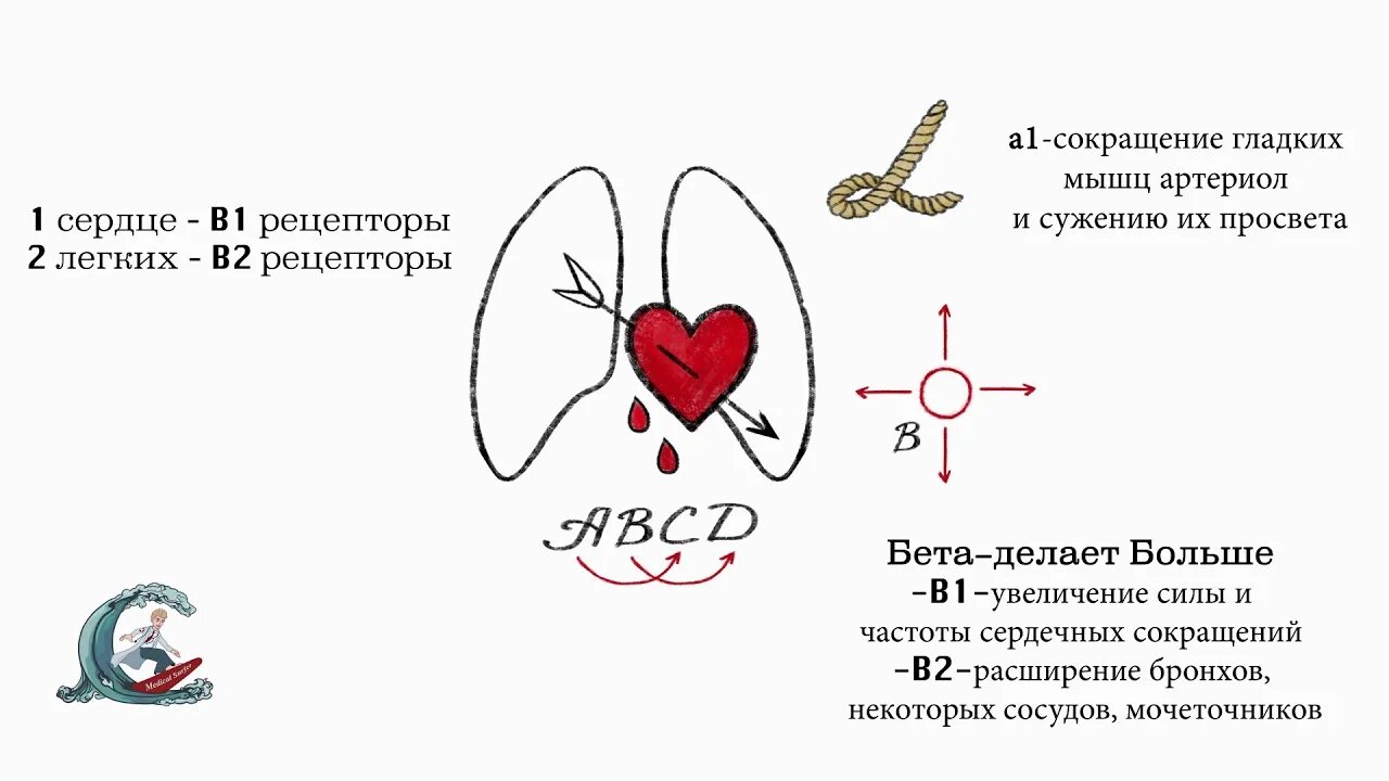 Бета рецепторы сердца. Вегетативная регуляция. Типы рецепторов в сердце. Рецепторы сердца. Сердце тип рецепторов эффект.