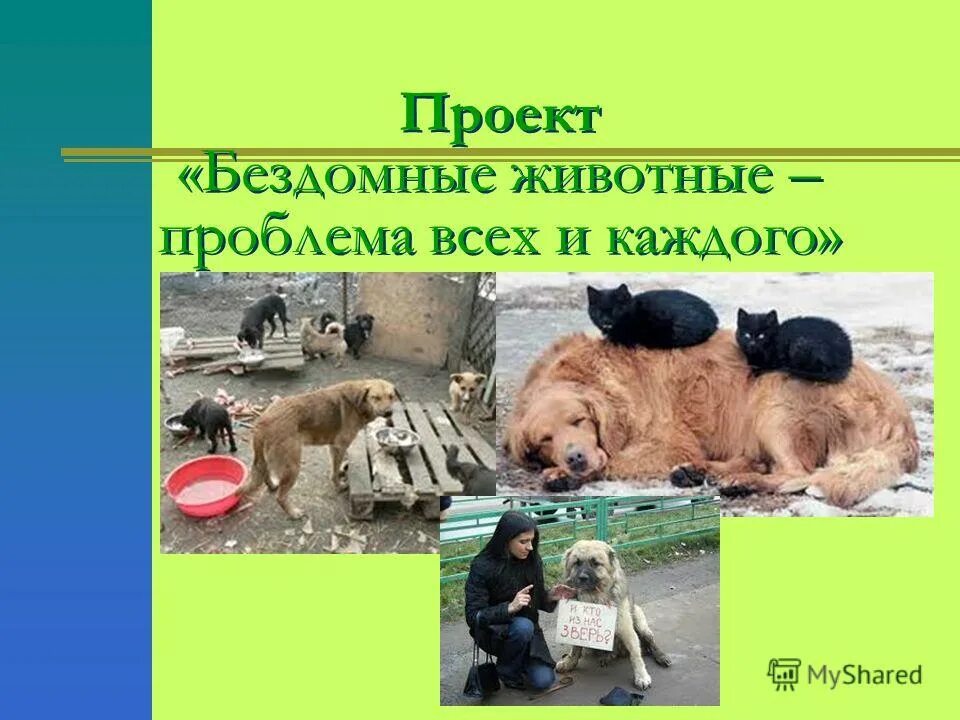 проект на тему бездомные животные. способы решения проблемы бездомных животных. проект на тему помощь животным. проект про бездомных животных. проект на тему бездомные животные.
