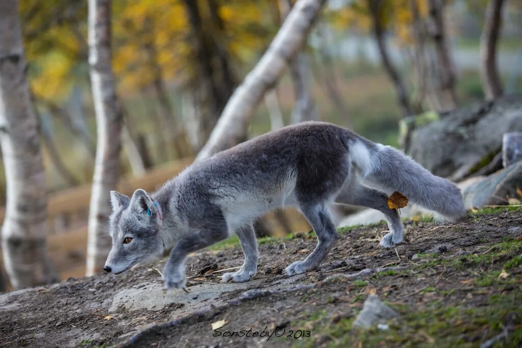 Серая лиса. Серый Лисенок. Бело серая лиса. Аргентинская серая лисица. Take fox