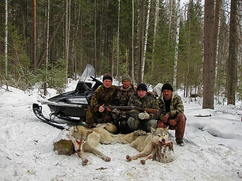 сроки охоты на волка. сроки охоты на волка. охота на волка 2022 фильм. сроки охоты на волка. сроки охоты на волка.