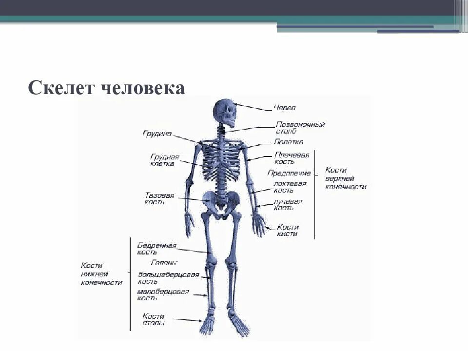 Скелет человека с названием костей 4 класс. Строение скелета человека. Скелет человека схема. Скелет человека с названием костей. Строение скелета человека фото.