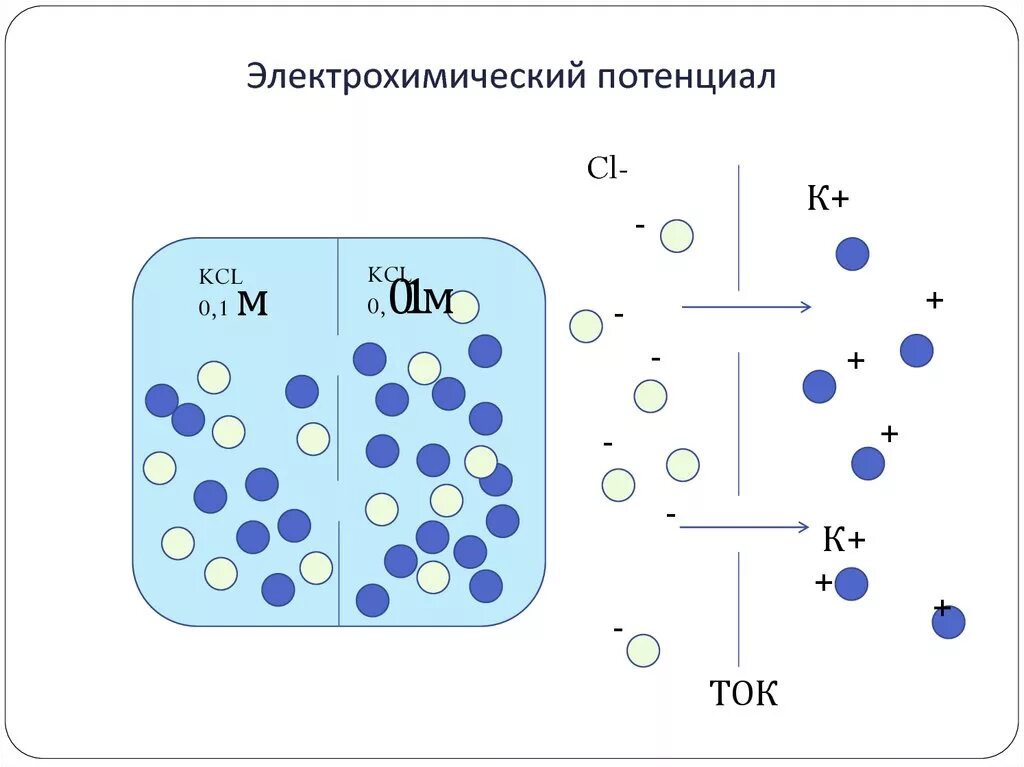 Электрохимический градиент физиология. Электрохимический градиент мембраны. Биороль электродного потенциала. Электрохимический потенциал физиология. Мембранный потенциал.