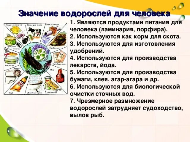 3 значения водорослей в природе. Водоросли в жизни человека. значение водорослей. значение водорослей в жизни человека. роль водорослей в природе.