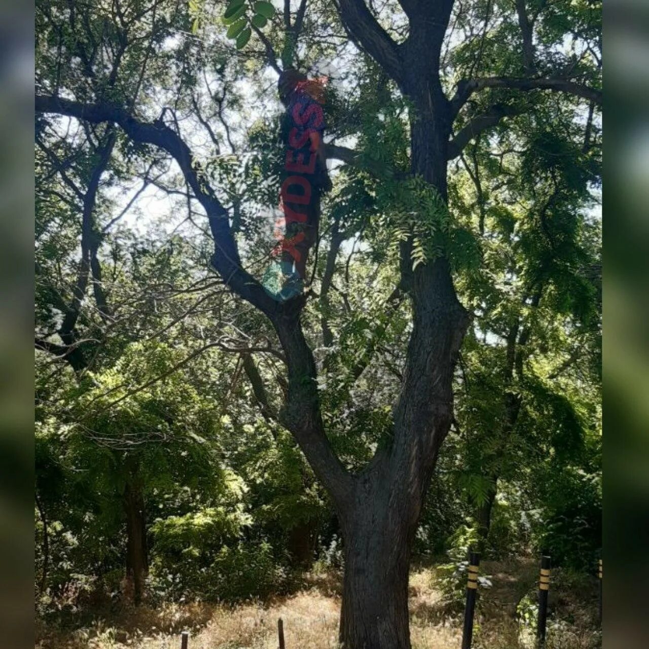 Дерево повешенных. Дерево повешенных