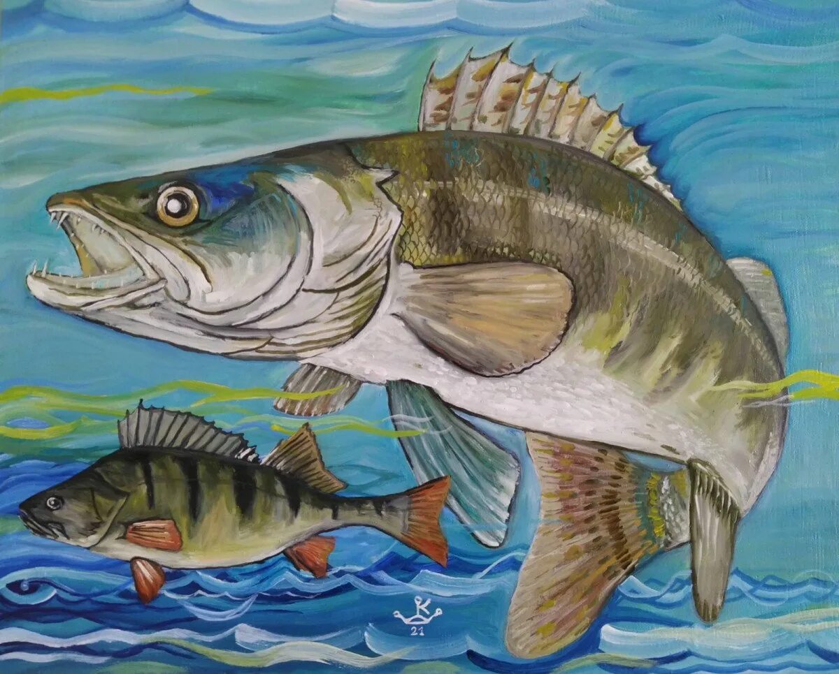 Судак рыба картинки. Зарисовки рыб. Рыба рисунок на прозрачном фоне. Судак рыба рисунки. Щука на белом фоне.