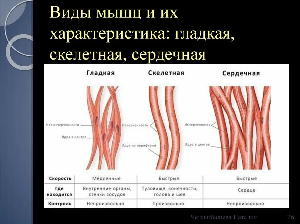 Какие функции выполняет гладкая ткань. Мышечная ткань строение волокна. Мышечное волокно поперечно-полосатой мышечной ткани. Сердечные поперечнополосатые мышечные ткани.