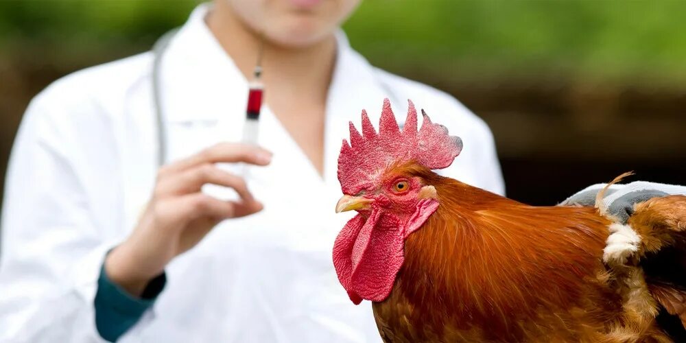 Грипп кур лечение. Высокопатогенный грипп птиц.