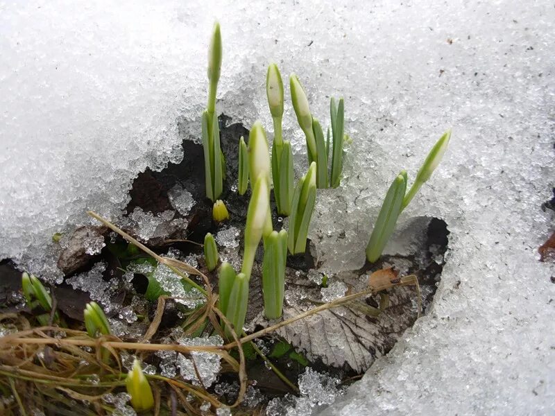 первые весенние проталины. проталина это для детей. проталины картинки для детей. проталины картинки для детей. проталины картинки для детей.