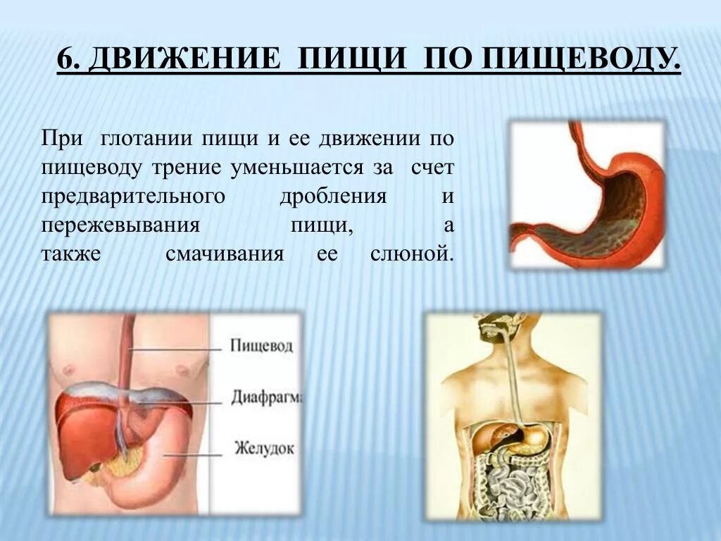 Еда стоит в пищеводе