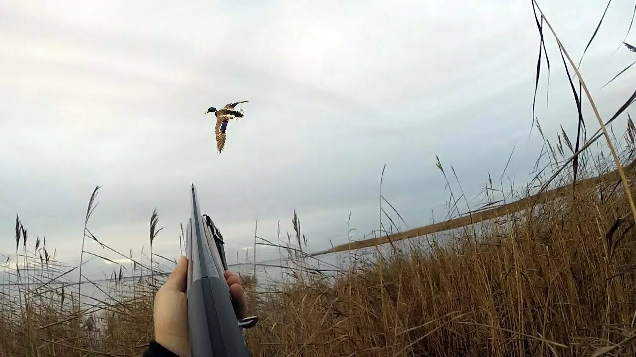 весенняя открытие охоты 2022 в новосибирской области. когда открытие охоты в 2024 году. охота на гуся 2023 весенняя. охота в архангельской области 2023. охота на водоплавающую дичь 2022.