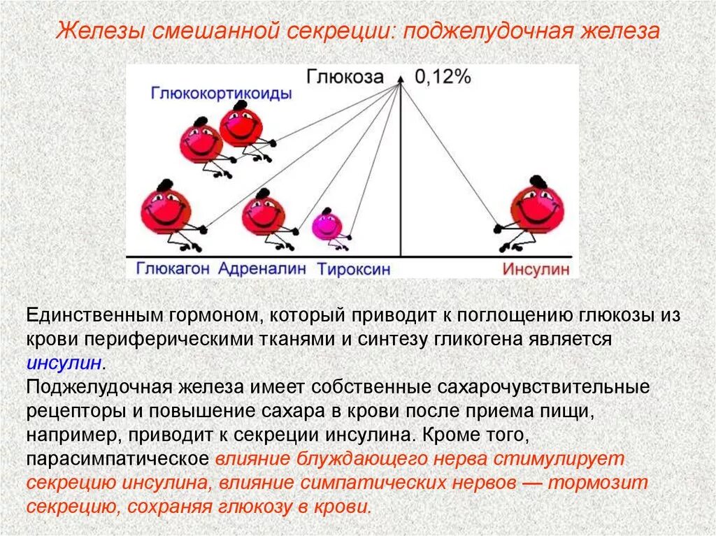 Поджелудочная железа синтез гликогена. Тироксин повышает глюкозу в крови. Секреция гормона Глюкозы в крови. Тироксин действие на глюкозу. Глюкокортикоиды Глюкоза в крови.