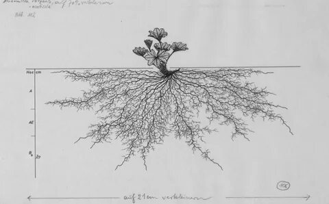 Root share