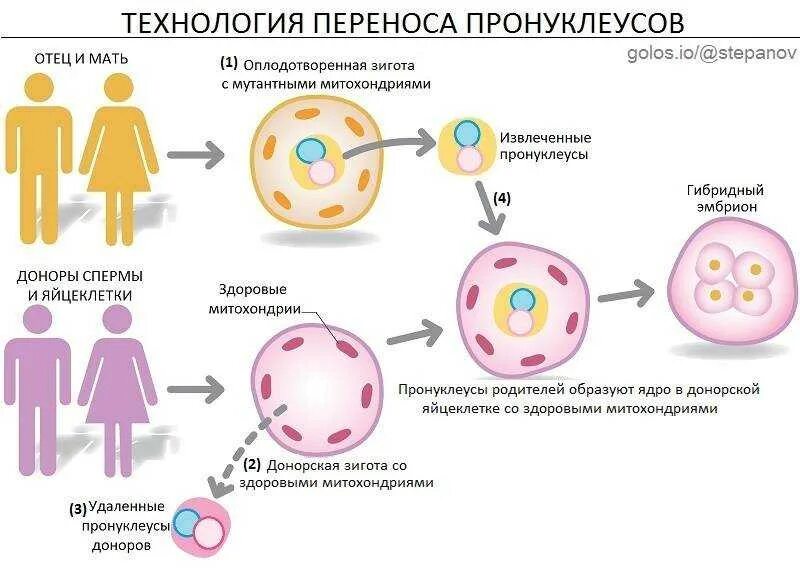 Донор яйцеклетки. Донорство яйцеклетки (ооцитов). Донорство оплодотворенной яйцеклетки. Дети от донорской яйцеклетки.