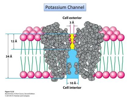 Potassium это