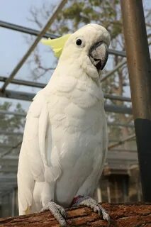 Ар бел
