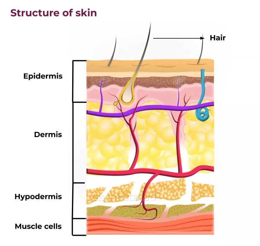 Some type of skin. Epidermis structure. Skin structure. Skin structure and functions. The structure of Human Skin.