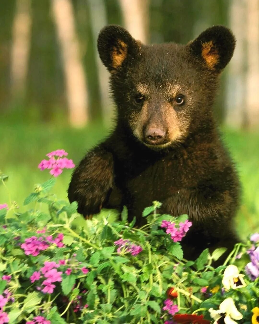 Медведь с цветами. Медвежонок. Медвеженок. Милые медвежата. Картинка маленького мишки