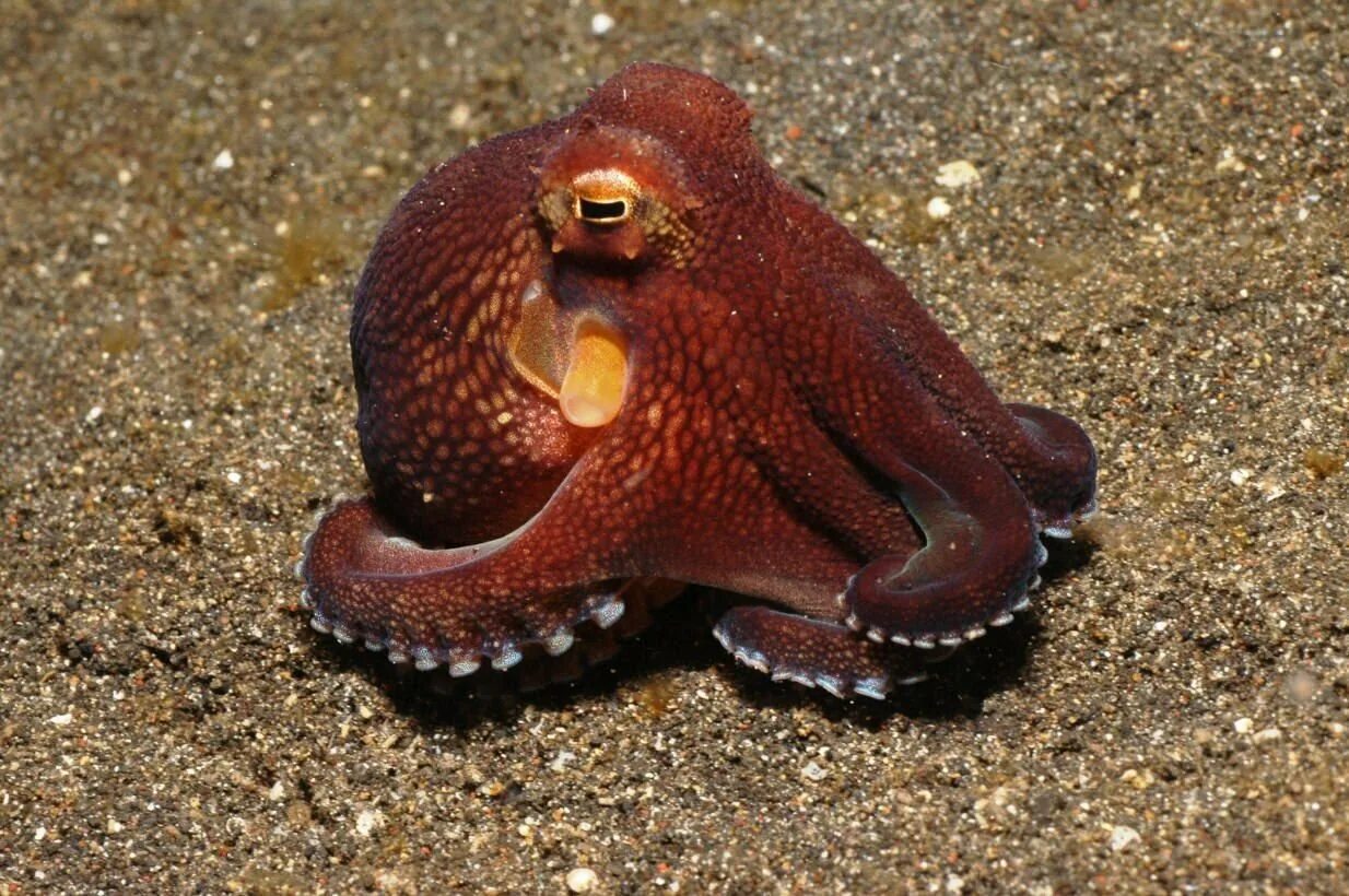 Осьминог это животное или нет. Спрут головоногий моллюск. Осьминог Джильберта. Безглазый глубоководный осьминог. Осьминог Дофлейна.