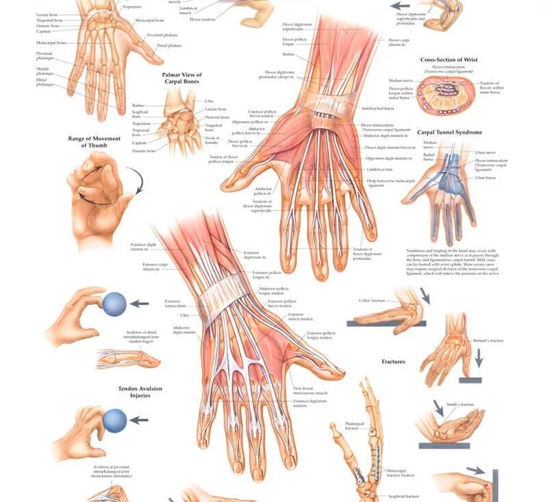 Почему отлеживаешь руку. Строение кисти руки человека. Строение запястья руки человека. Структура запястья руки. Анатомия запястья руки человека.
